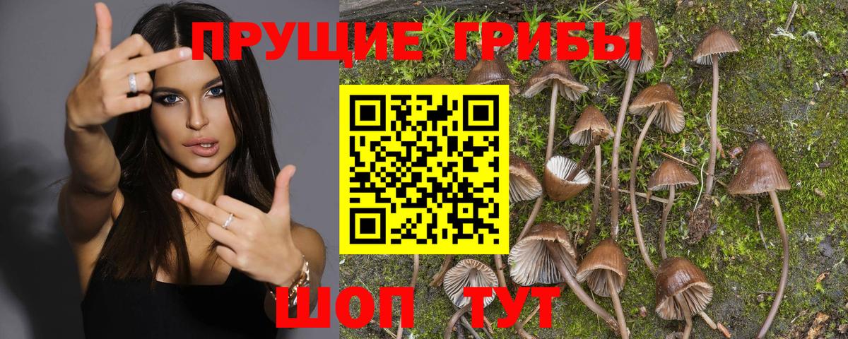 Псилоцибиновые грибы Psilocybine cubensis Хасавюрт